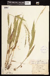 Dichanthelium xanthophysum image