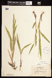 Dichanthelium xanthophysum image