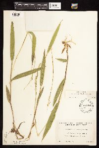 Dichanthelium xanthophysum image