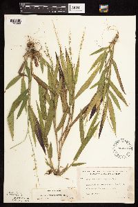 Dichanthelium xanthophysum image