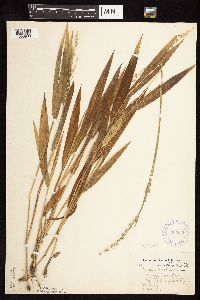 Dichanthelium xanthophysum image