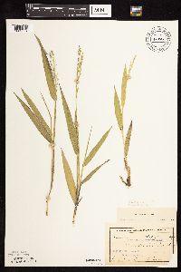 Dichanthelium xanthophysum image