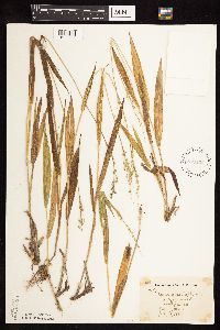 Dichanthelium xanthophysum image