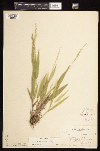 Dichanthelium xanthophysum image