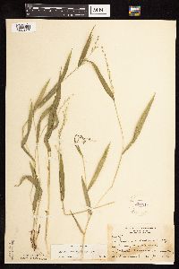 Dichanthelium xanthophysum image