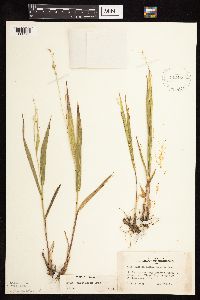 Dichanthelium xanthophysum image