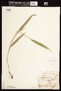 Dichanthelium xanthophysum image
