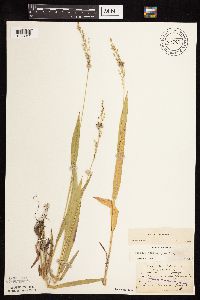 Dichanthelium xanthophysum image