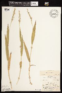 Dichanthelium xanthophysum image