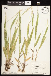 Dichanthelium xanthophysum image