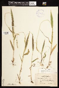 Dichanthelium xanthophysum image