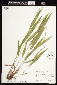 Dichanthelium xanthophysum image