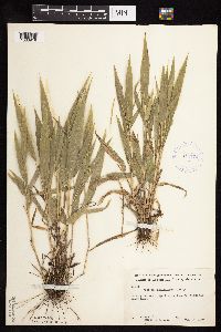 Dichanthelium xanthophysum image