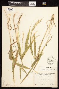 Dichanthelium xanthophysum image