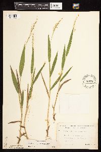 Dichanthelium xanthophysum image