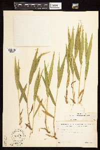 Dichanthelium xanthophysum image