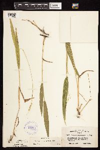 Dichanthelium xanthophysum image