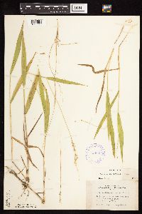 Dichanthelium xanthophysum image