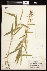 Dichanthelium xanthophysum image