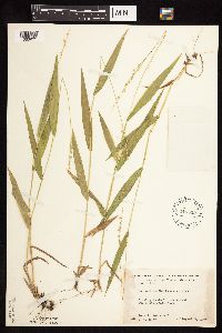 Dichanthelium xanthophysum image