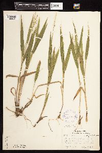 Dichanthelium xanthophysum image