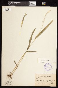 Dichanthelium xanthophysum image