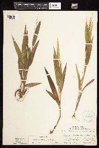 Dichanthelium xanthophysum image