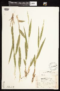 Dichanthelium xanthophysum image