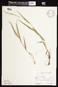 Dichanthelium xanthophysum image