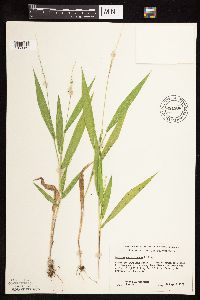 Dichanthelium xanthophysum image