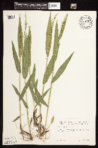 Dichanthelium xanthophysum image