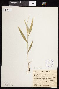 Dichanthelium xanthophysum image