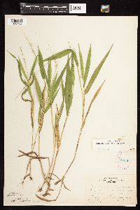 Dichanthelium xanthophysum image