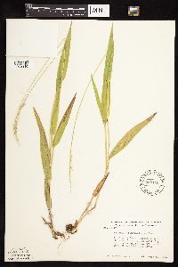 Dichanthelium xanthophysum image