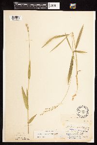 Dichanthelium xanthophysum image