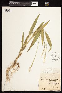 Dichanthelium xanthophysum image