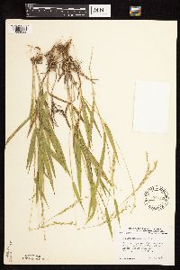 Dichanthelium xanthophysum image