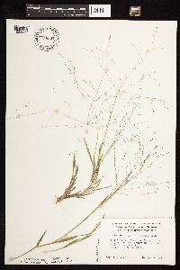 Digitaria cognata image