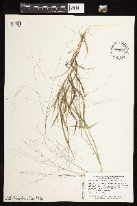 Digitaria cognata image