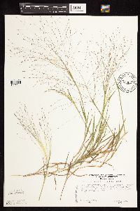 Digitaria cognata image