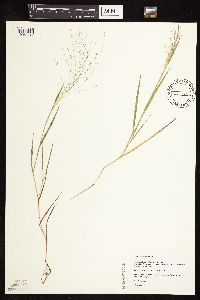 Digitaria cognata image