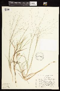 Digitaria cognata image