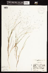 Digitaria cognata image