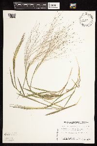 Digitaria cognata image