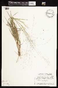 Digitaria cognata image