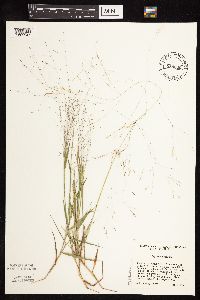 Digitaria cognata image