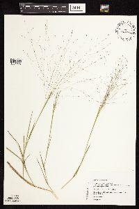 Digitaria cognata image