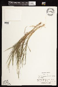 Digitaria cognata image