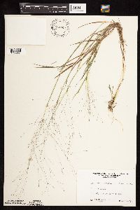 Digitaria cognata image