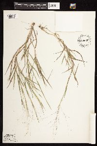 Digitaria cognata image